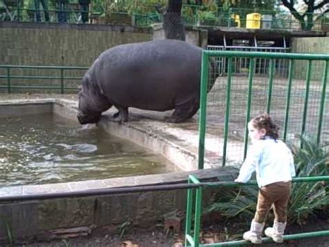 Barcelona Zoo   Hippo   YouTube