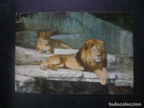 barcelona zoo leones.   Comprar Postales antiguas de ...