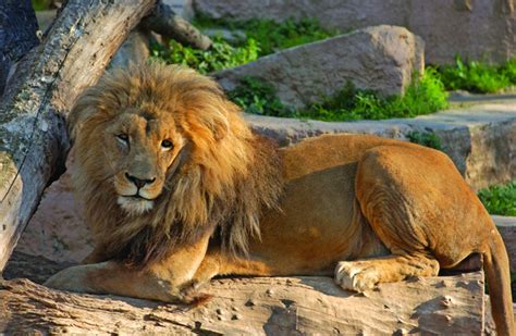Barcelona Zoo – The Ultimate Family Day Out