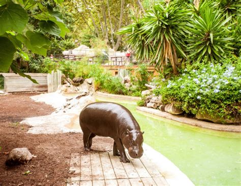Barcelona Zoo tickets   Events and guide Barcelona