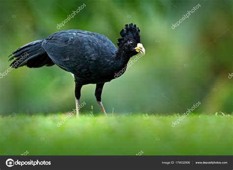 Bare Faced Paujil Crax Fasciolata Gran Pájaro Negro Con Pico — Fotos de ...