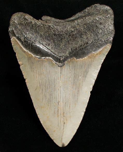 Bargain 4.62  Megalodon Shark Tooth For Sale  #6655 ...