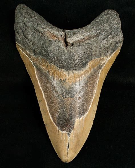 Bargain 5.48  Megalodon Shark Tooth For Sale  #6654 ...