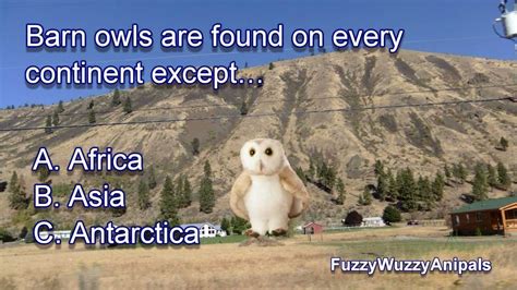 Barn Owl Animal Quiz   YouTube