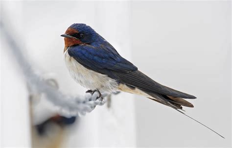 Barn Swallow  Hirundo rustica . Birds of Russian Far East.