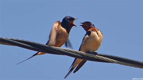 Barn swallow | Hirundo rustica | Spinus Nature Photography