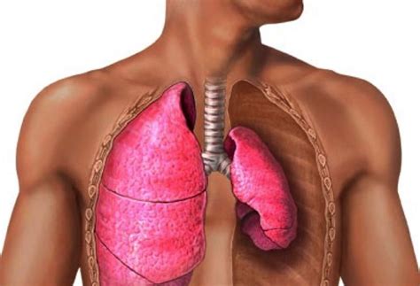 Barotrauma en la apnea: tipos y síntomas de esta lesión ...