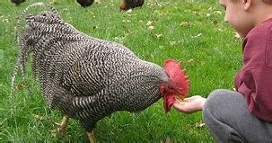 BARRADAS DE RUBIANES: La alimentación de las gallinas