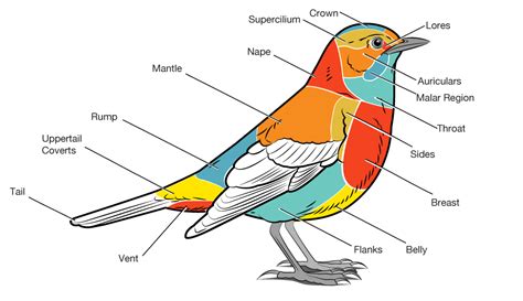 basic parts of a bird | Bird Academy • The Cornell Lab