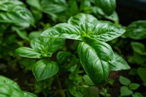 Basil Cold Hardiness – Learn About Basil And Cold Weather ...