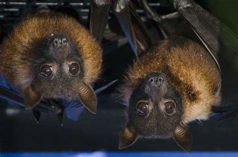 Bat Cam   Live Streaming Web Cam   Woodland Park Zoo ...