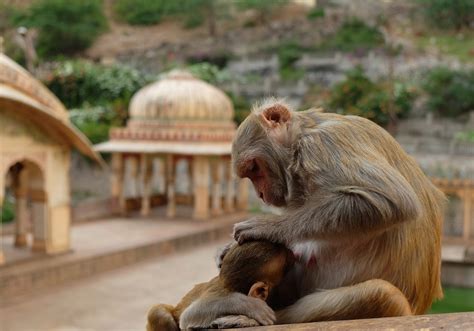 Batalla feroz entre monos deja 2 personas muertas en India ...