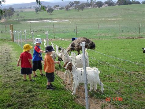 Bathurst Sheep and Cattle Show   2020 All You Need to Know ...