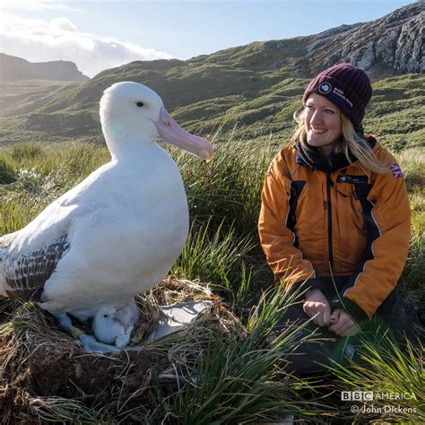 BBC America a Twitter:  Did you know that the wandering albatross has ...