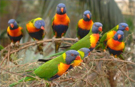 BBC   Bristol   Feed exotic birds in new display