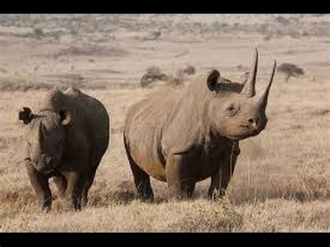 BBC Document African Wildlife HD Documentales en español ...