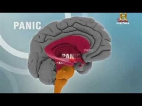 BBC Documentary 2017   El impactante Cerebro Humano // Top ...