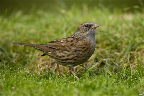 BBC   In pictures: The top 10 birds in Devon in 2010