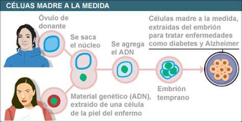 BBC Mundo | Ciencia | Células madre a la medida