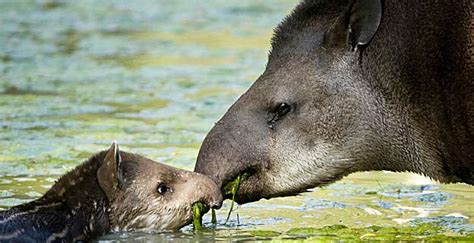 BBC Mundo   Noticias   El tapir, el desconocido jardinero ...