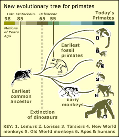 BBC News | SCI/TECH | Primate ancestor lived with dinos