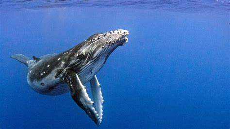 BBC Two   Natural World, 2018 2019, Humpback Whales: A ...