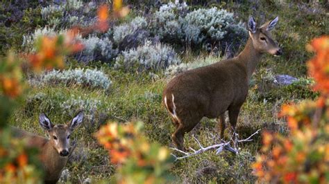 BBL / El exceso de caza del huemul lo puso en peligro de extinción