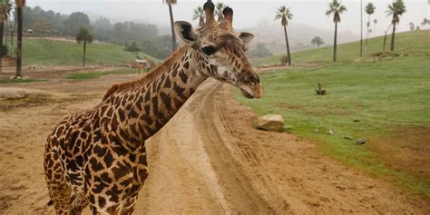 Be a VIP at San Diego Zoo Safari Park | Visit California