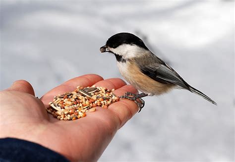 Be Happy Now: Feed the Birds