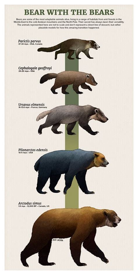Bear Evolution | Infografia de animales, Animales de la prehistoria ...