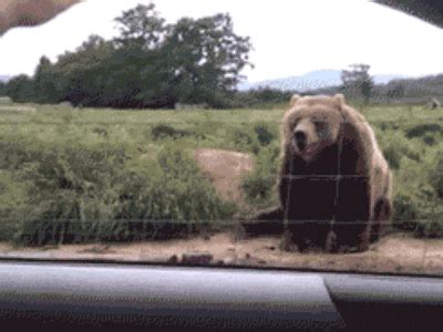 Bear GIF Find & Share on GIPHY