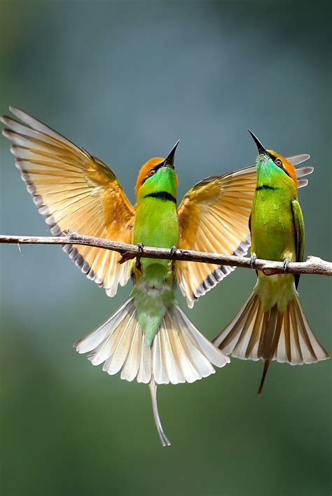 Beautiful bee eaters   About Wild Animals