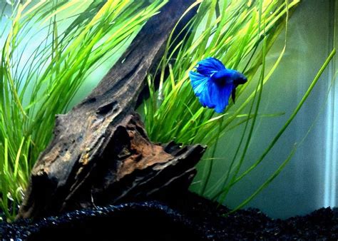 Beautiful Betta Tank | Betta aquarium, Betta fish tank ...