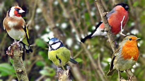 Beautiful Birds Chirping & Singing in The Hedge   Robin ...