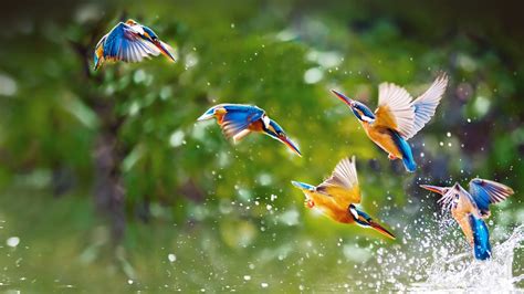Beautiful Birds Flying in the Sky HD Images Free Wallpapers