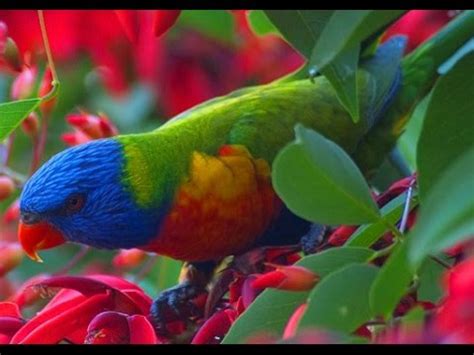 Beautiful birds Parrot wildlife | Parrot bird compilation ...