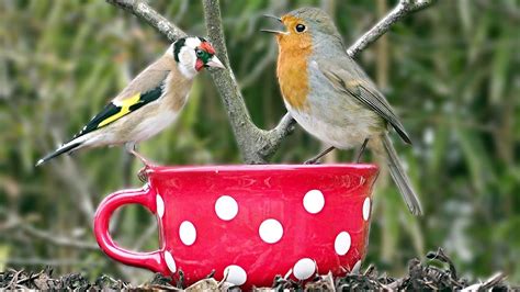 Beautiful Birds Singing and Chirping on The Big Red Tea ...