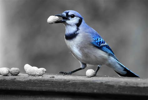 Beautiful Blue Jay   Birds and Blooms