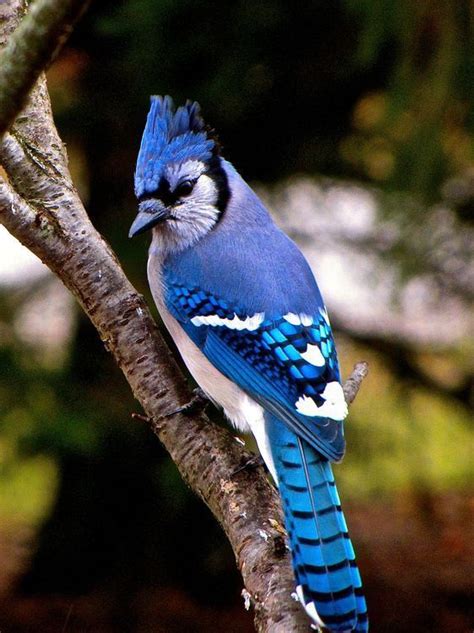 Beautiful Blue Jay | Wild birds photography, Blue jay ...