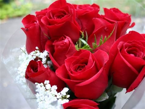 Beautiful bouquet of red roses on March 8 wallpapers and images ...