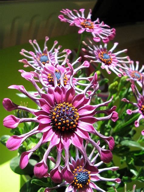 Beautiful, But Weird Flowers | Unusual flowers, Strange ...