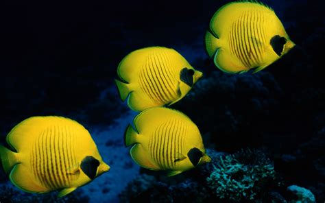 Beautiful Fishes Wallpaper Pictures | Sea Water Animals ...