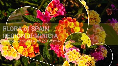 Beautiful Flora of SPAIN region of Murcia  Природа ...