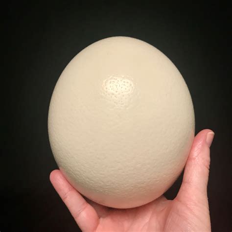 Beautiful, genuine ostrich egg, available for purchase at ...