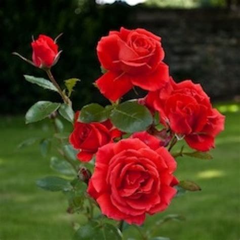 Beautiful Images of Red Roses in Wales | hubpages