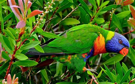 Beautiful Multicolor Parrot Exotic Birds Wallpaper Hd ...