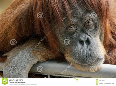 Beautiful Orangutan Looking Into The Camera Stock Images ...