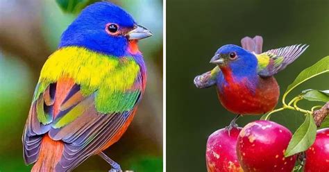 Beautiful Painted Bunting Birds   Kitchen Fun With My 3 Sons