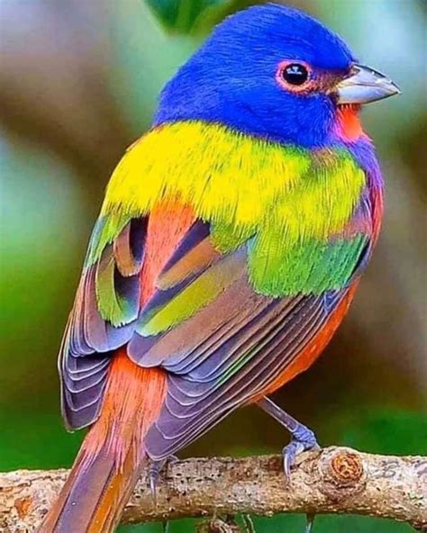 Beautiful Painted Buntings Are Colorful Birds That ...