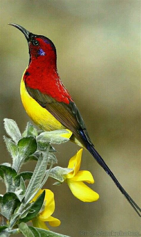 Beautiful Picture Of Sunbird. Sunbird is such a beauty ...